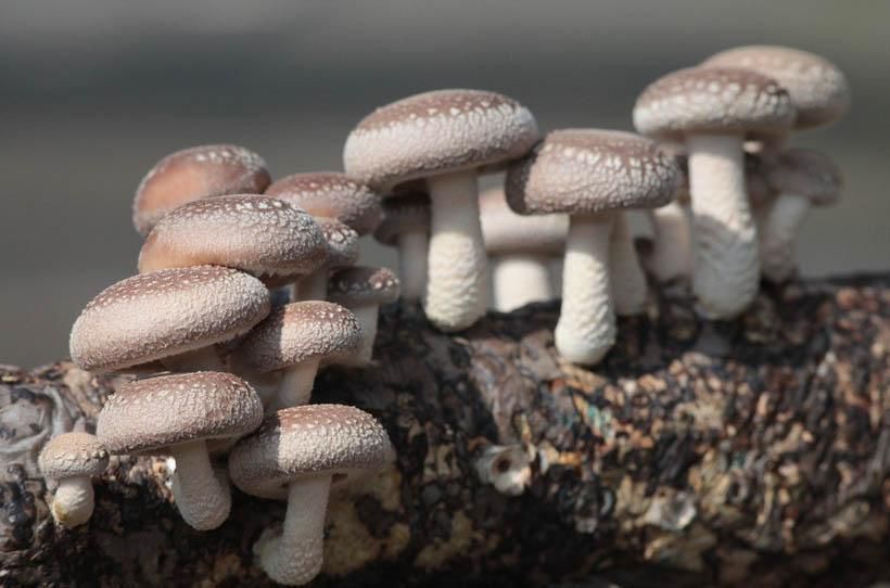 干香牛肚菌 圓形巨型的芳香食用菌
