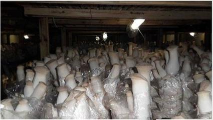 “菇癡”的創業路 用十元起家，20年賺800萬