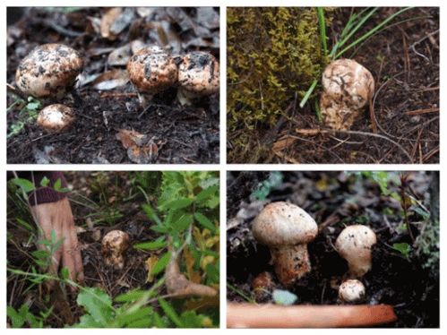食用菌的十二大藥用價值 自然饋贈的健康守護者
