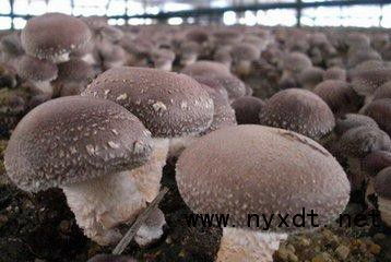 食用菌追肥的科學方法與注意事項