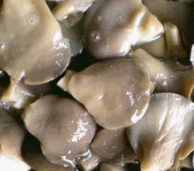 鹽漬平菇 食用菌市場(chǎng)的特色加工品，生產(chǎn)與價(jià)格解析