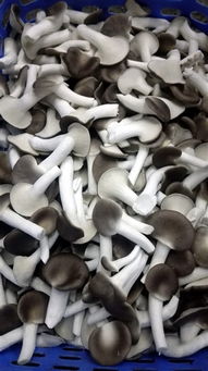 農(nóng)業(yè)局狠抓食用菌產(chǎn)業(yè)轉(zhuǎn)型 小小蘑菇突破億元產(chǎn)值