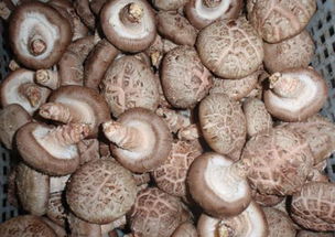 食用菌 大自然的藥食同源瑰寶