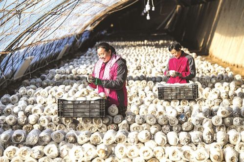 借船出海，拓路前行——新疆昌吉州食用菌產(chǎn)業(yè)如何開拓廣闊市場