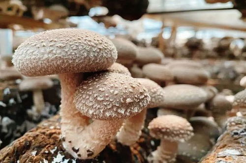 讓香菇更“香”——記遠安縣這家食用菌供銷專業聯合社