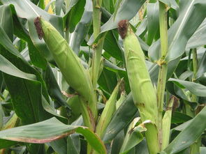 山東食用菌 齊魯大地的珍饈瑰寶