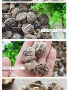 深山臻品，椴木菇香——探秘湖北谷城萬里山野生干香菇